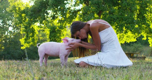 Vegan Friendly Careers For Animal Lovers In 2019